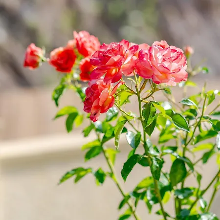 Villa Dreamcatcher *