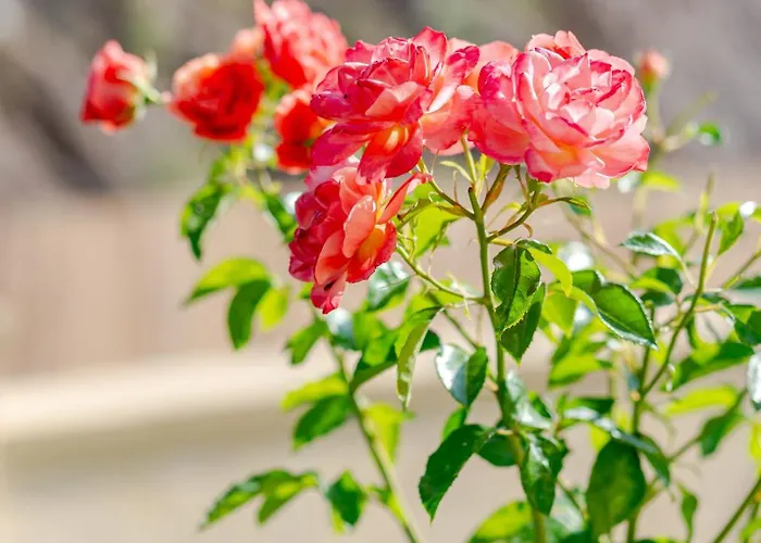 Vilă Dreamcatcher *