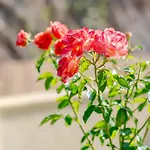 Villa Dreamcatcher *